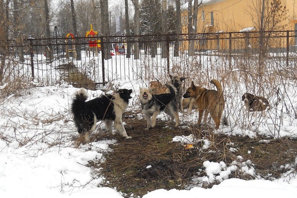 Отлов собак московская область. Отлов бродячих животных. Отлов безнадзорных животных. Отлов безнадзорных собак.